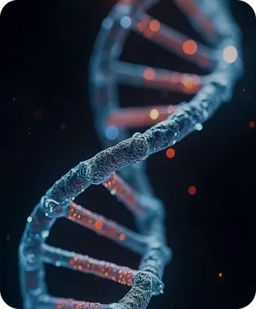 Image hover effect image